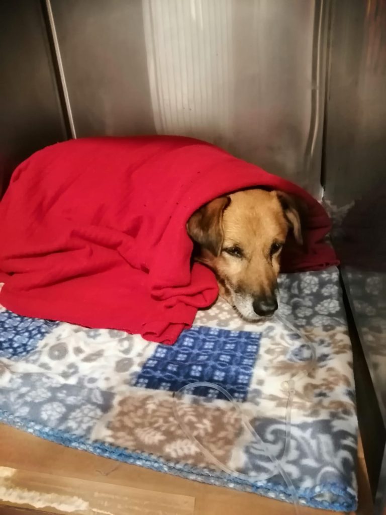 Forever foster for Zézinho