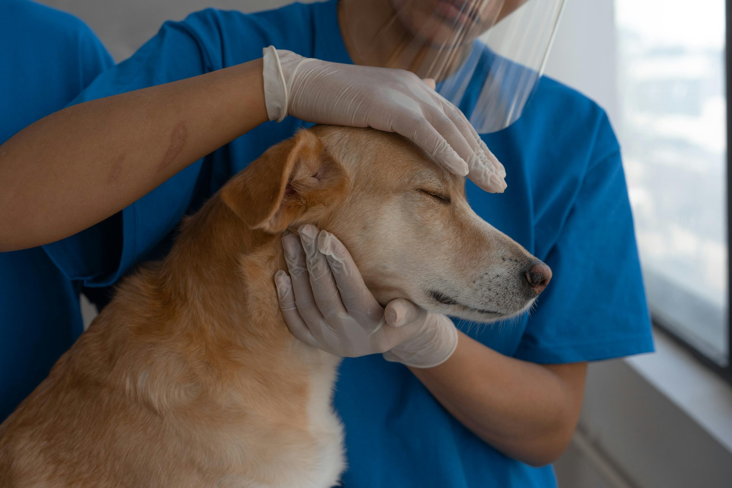Veterinarian examining a calm dog